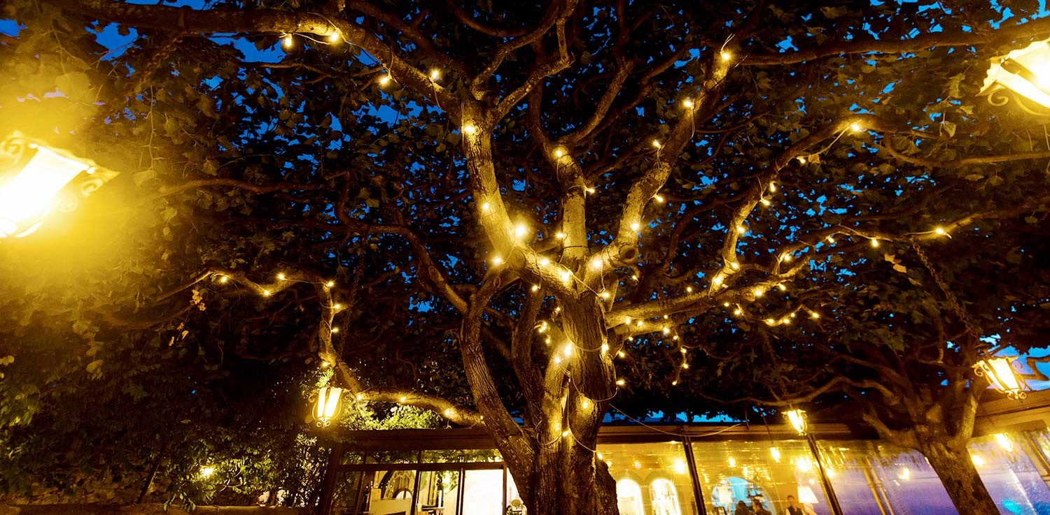 A backyard tree decorated with string lights at night